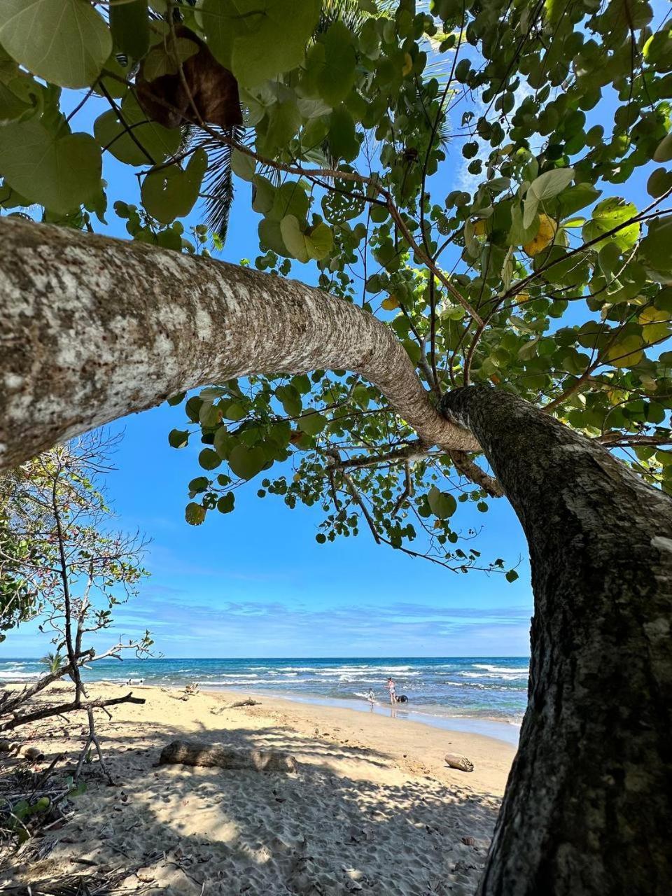 Caribbean Flow Puerto Viejo de Talamanca Bagian luar foto